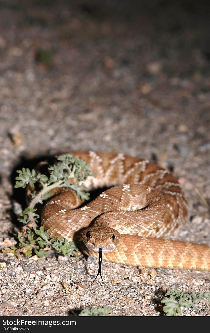 A red diamond rattlesnake found in southern California. A red diamond rattlesnake found in southern California.