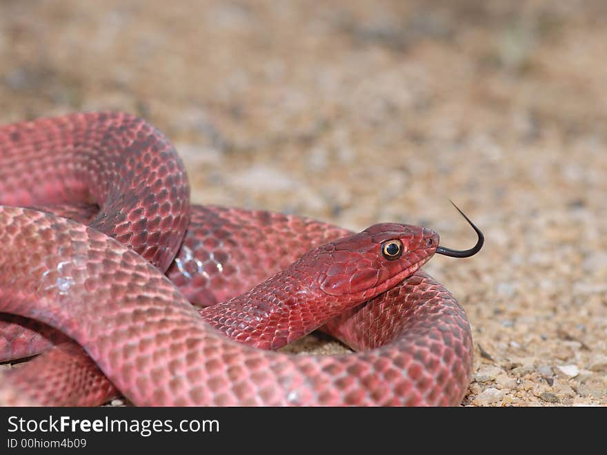 The western coachwhip from west Texas are often a bright red color, such as this one. The western coachwhip from west Texas are often a bright red color, such as this one.