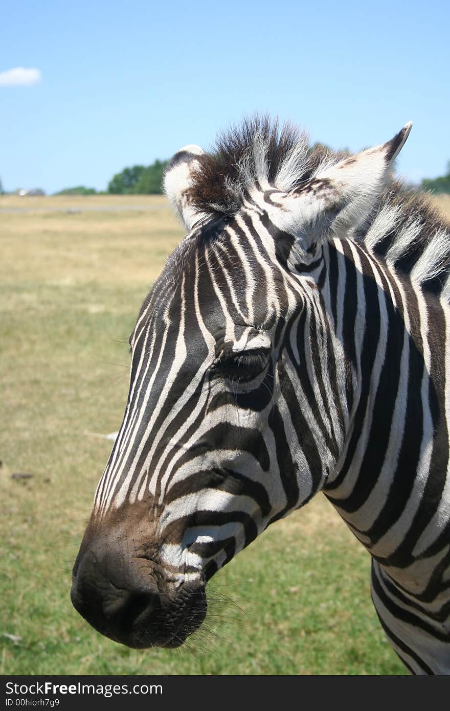 Zebra