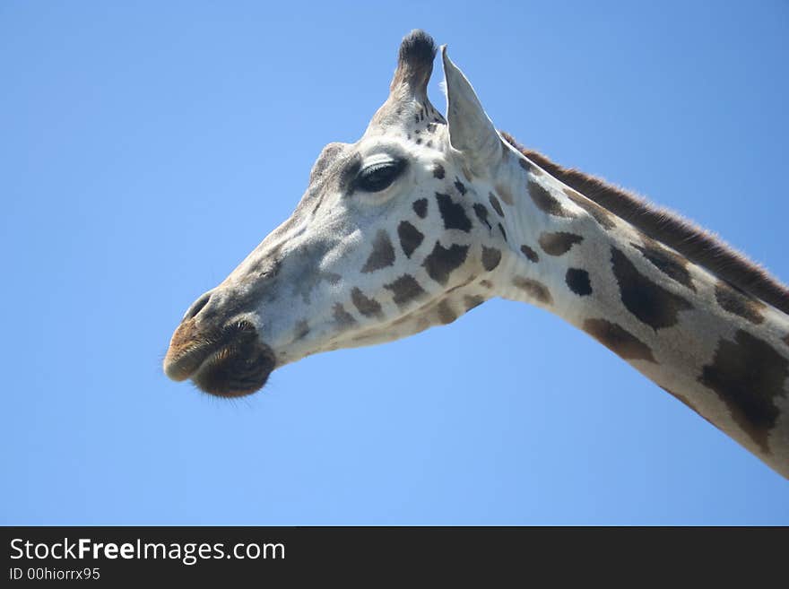 The head of a giraffe