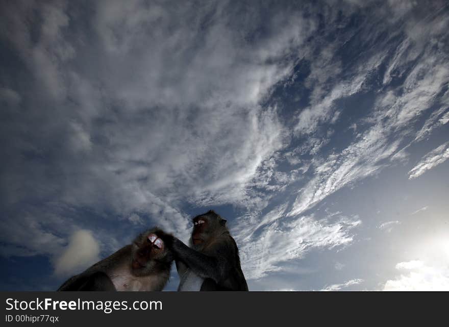 Two monkeys against a blue sky.