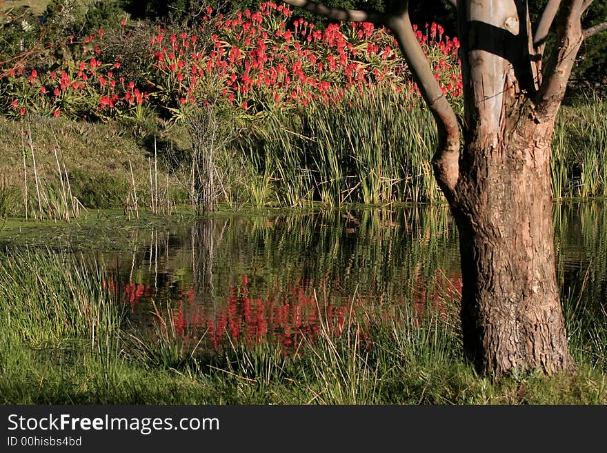 Water pond reflections