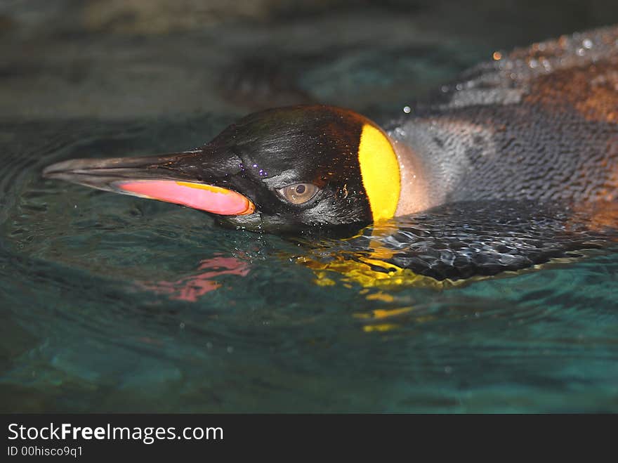 Emperor Penguin