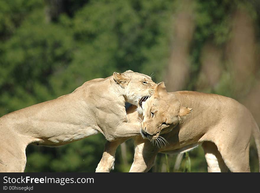 Two female African lions play fight at the Kansas City Zoo. Two female African lions play fight at the Kansas City Zoo.