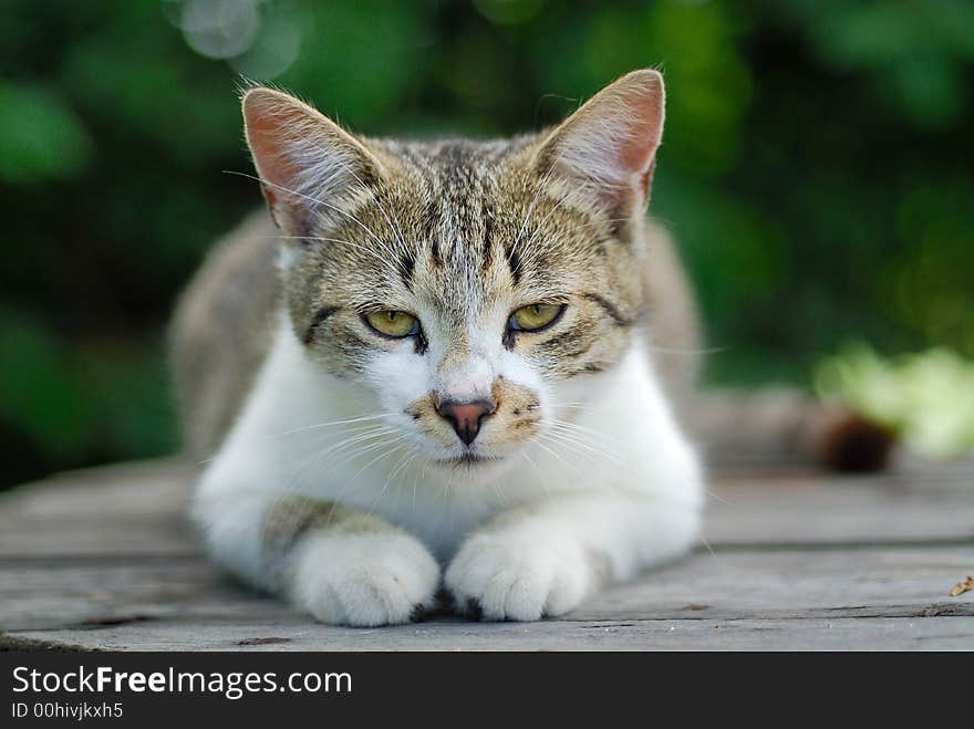 Small cat in the garden as a sphinx