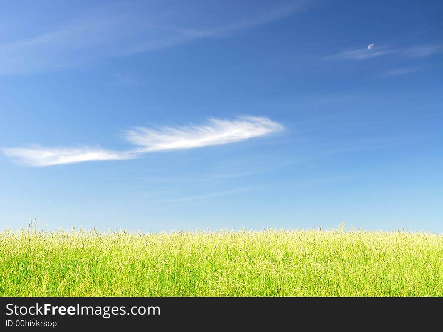 Green grass in the foreground and the blue sky. Green grass in the foreground and the blue sky