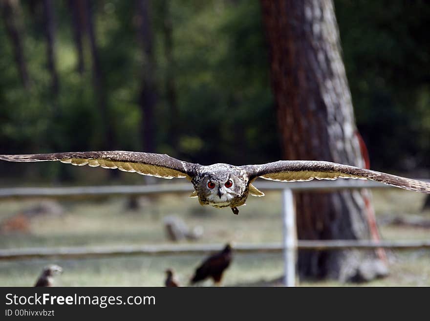 Eagle owl 4 klein auheim. Eagle owl 4 klein auheim