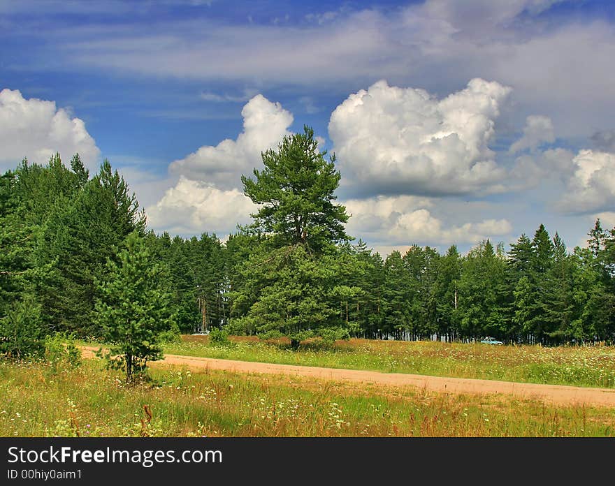 The pine forest under the blue sky with clouds. The pine forest under the blue sky with clouds