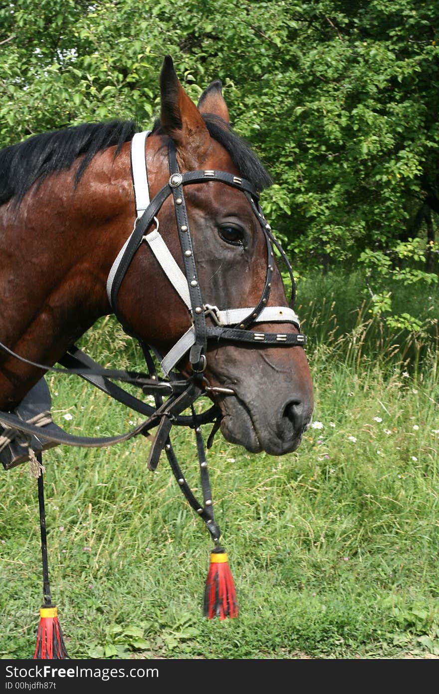 Horse in a harness pending the horseman. Horse in a harness pending the horseman