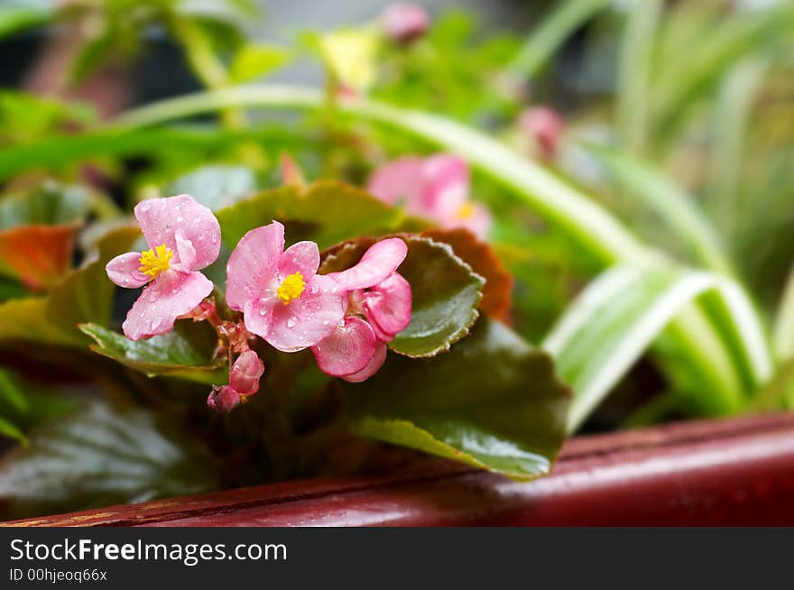 Pink flowers closeup