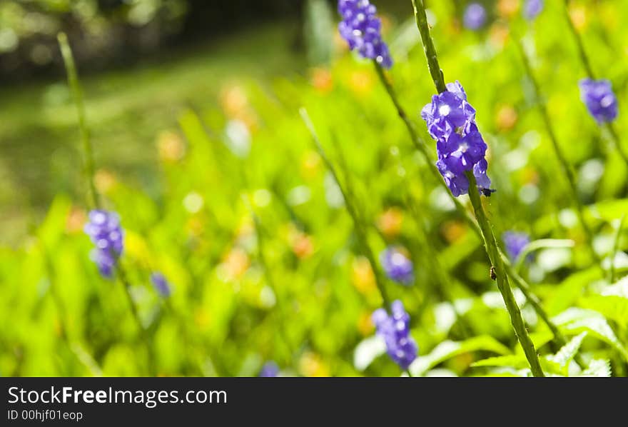 Purple wonders