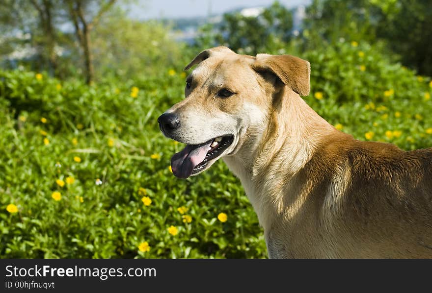 A stray dog i chanced upon an island where i was taking photos. Very friendly and lovely though stray. A stray dog i chanced upon an island where i was taking photos. Very friendly and lovely though stray.