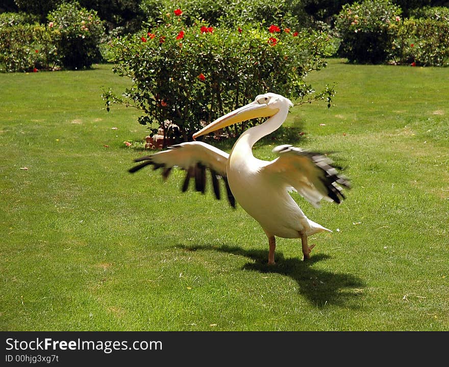 Pelican in the Egyptian garden