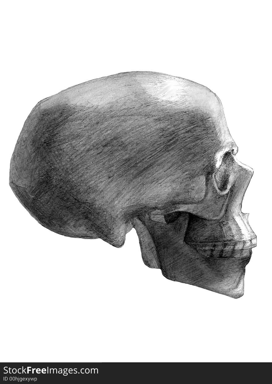 Drawn skull. View from the side. Drawn skull. View from the side.