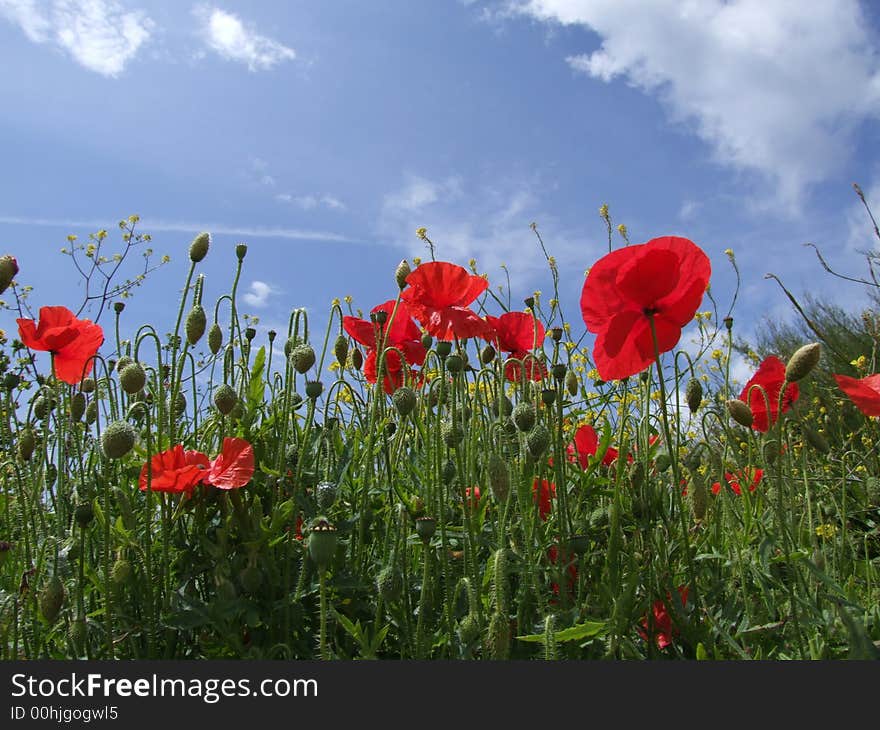 Poppies blue sky summer day. Poppies blue sky summer day