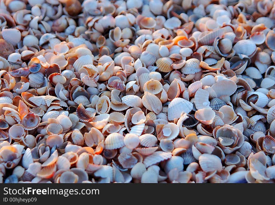 Shells at the seaside