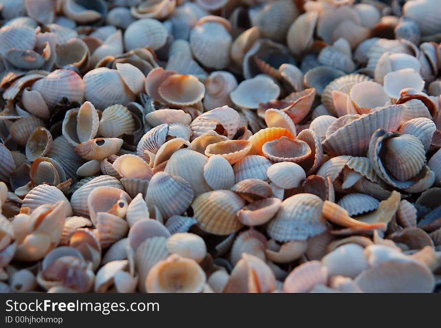 Shells at the seaside