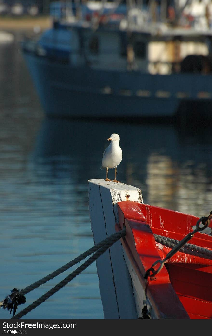 Sea Gull On Boat Prow