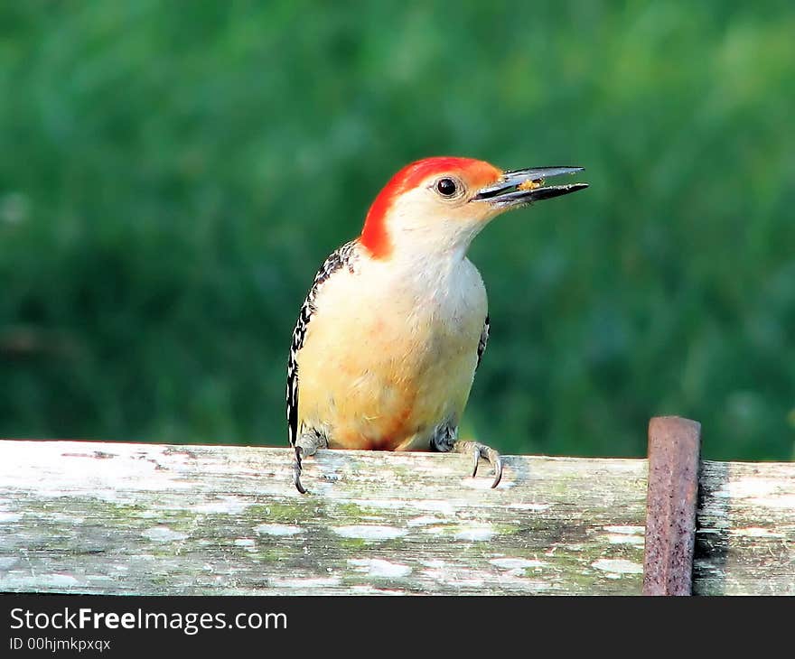 Woodpecker on old bench