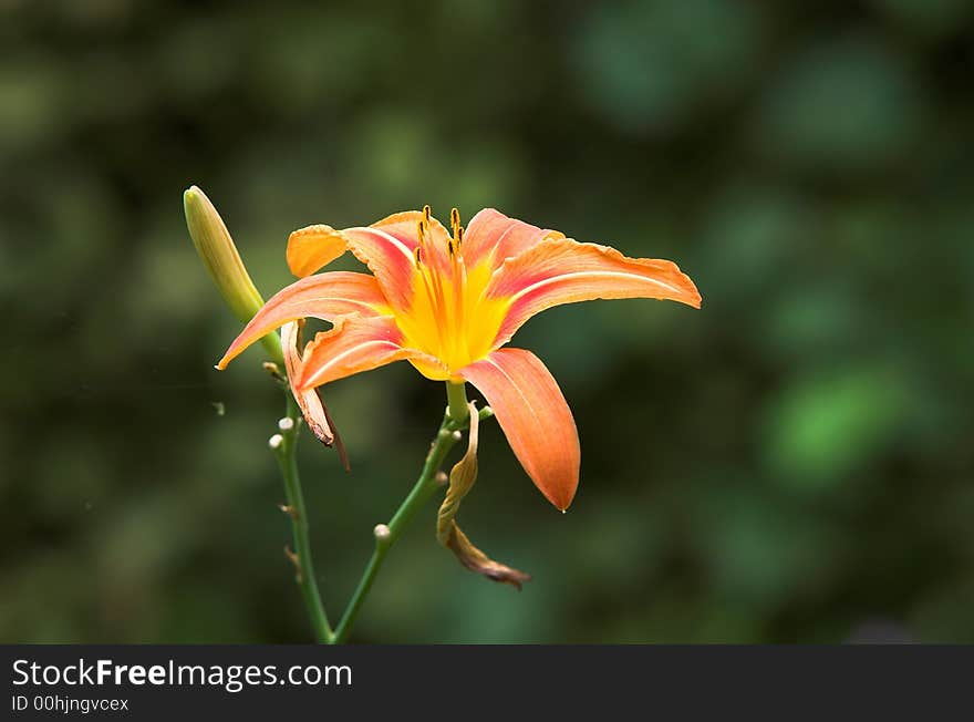 Tiger lily