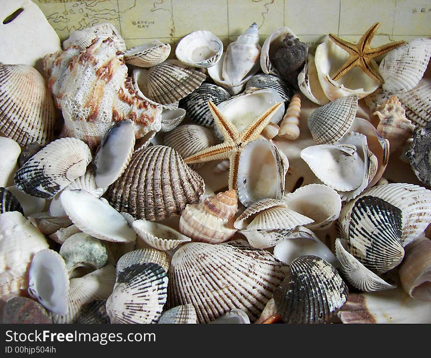 Collection of seashells on an old marine map background. Collection of seashells on an old marine map background