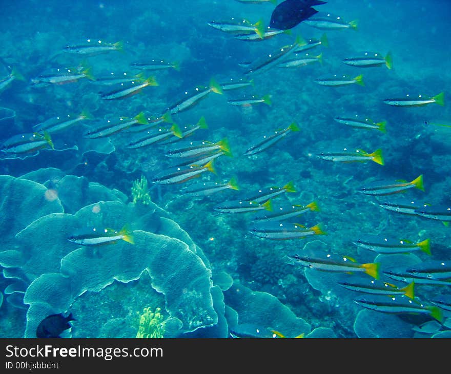 Tropical coral reef fish