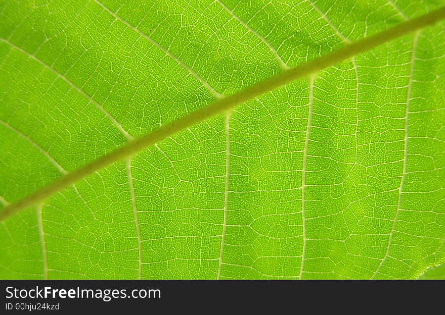 Leaf