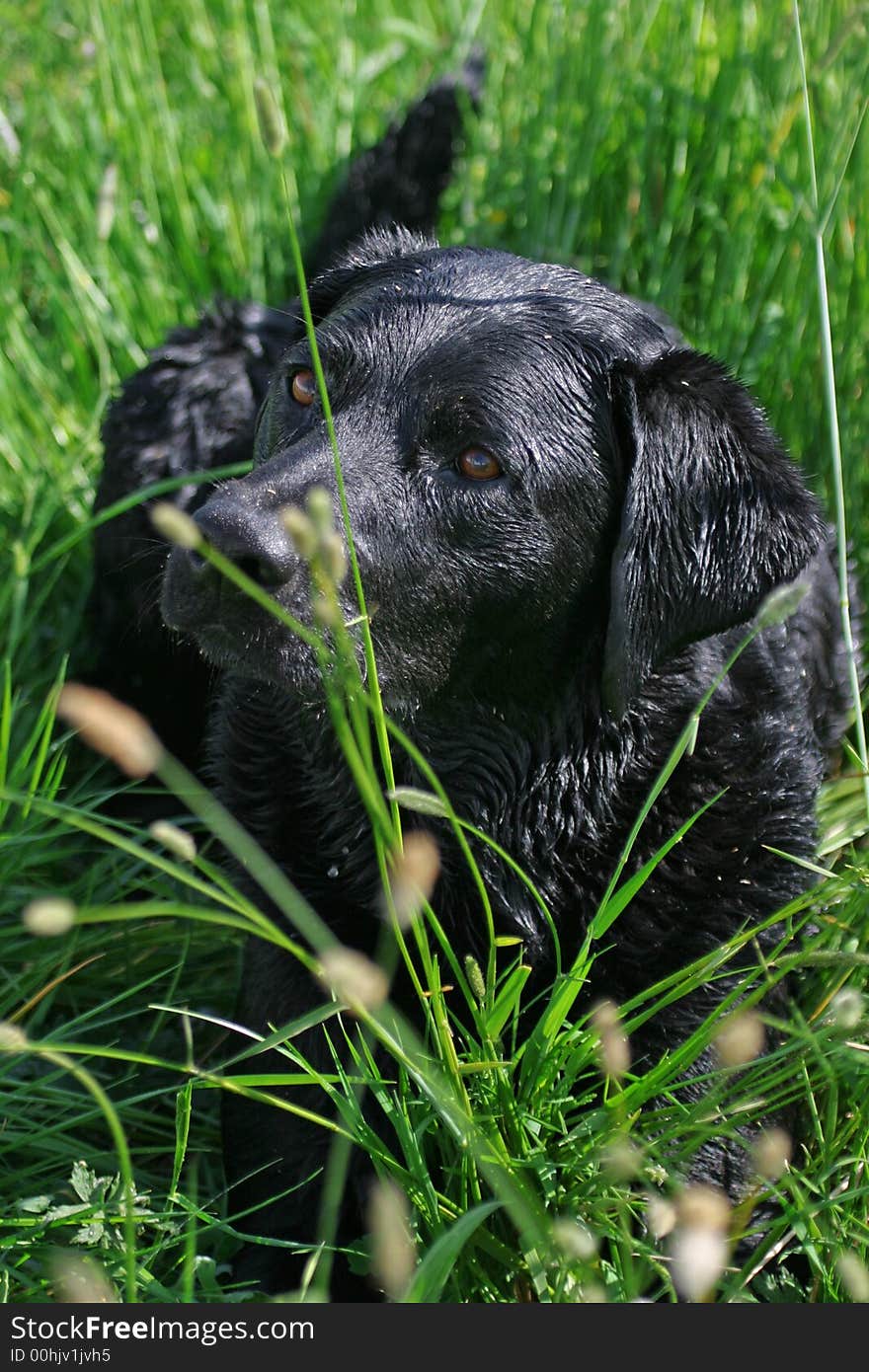 Black labrador, laying in the grass