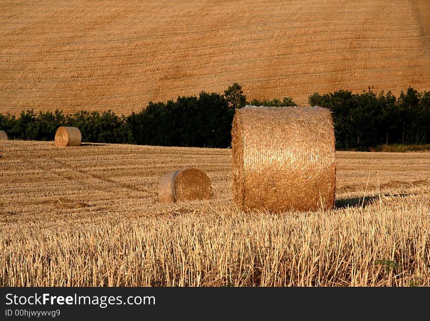 Marche countryside scene