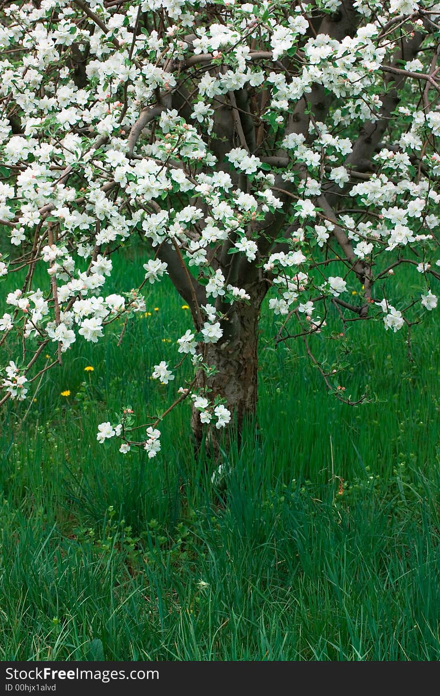 An orchard of apple trees with bright white blossoms and newly grown green spring grass