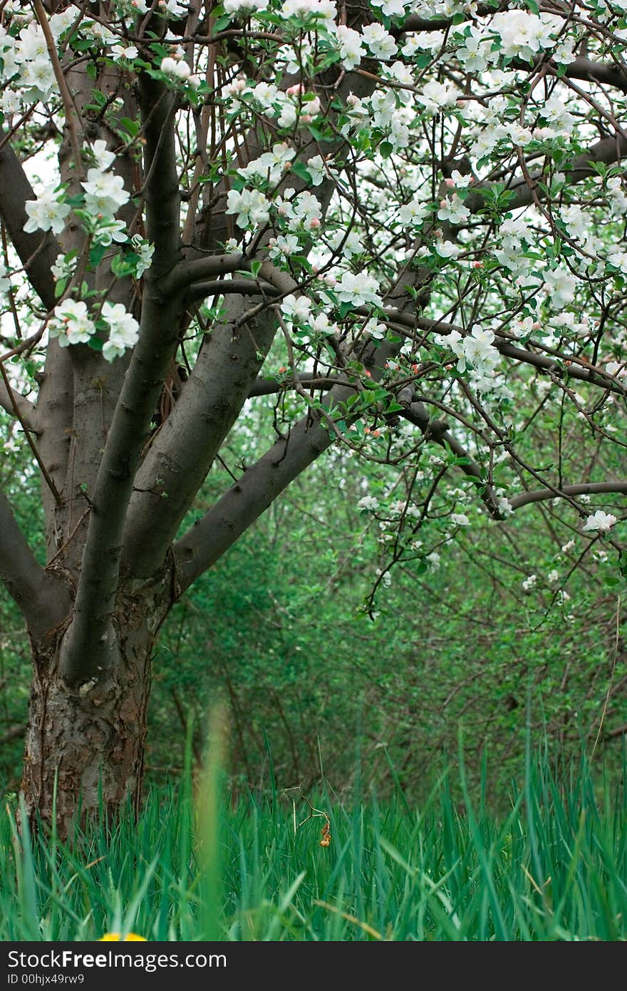 An orchard of apple trees with bright white blossoms and newly grown green spring grass