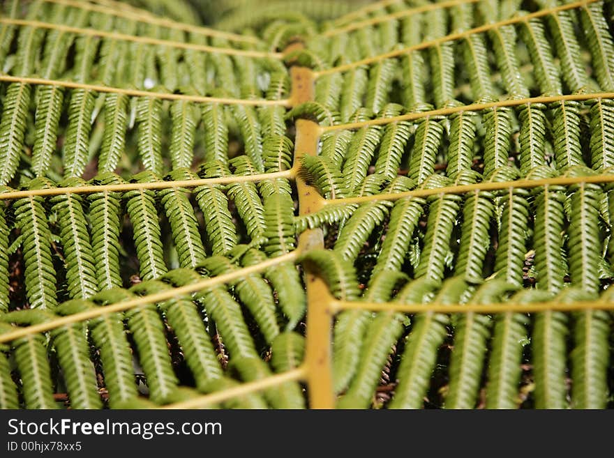 Fern Leaf - Landscape green background