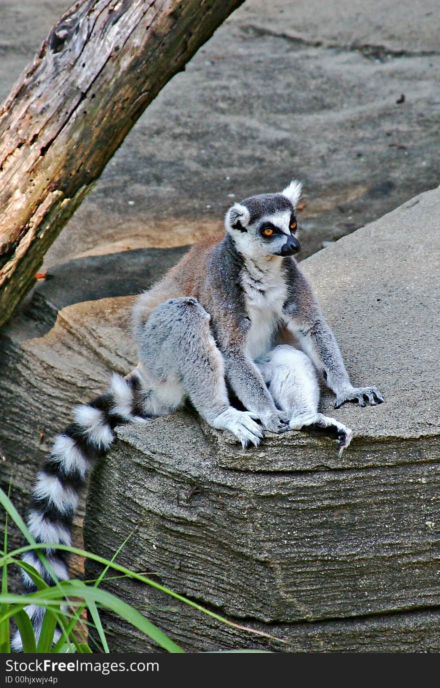 Lemur