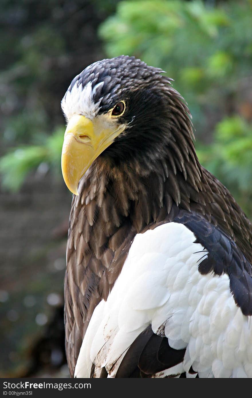 Eagle