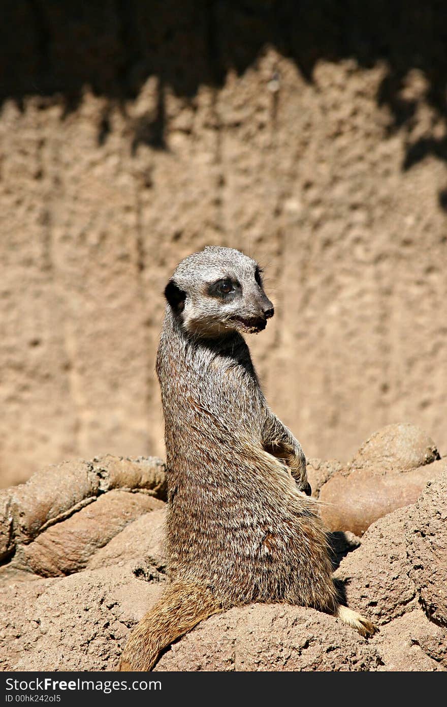 A meerkat sitting on a rock looking over its shoulder at the camera