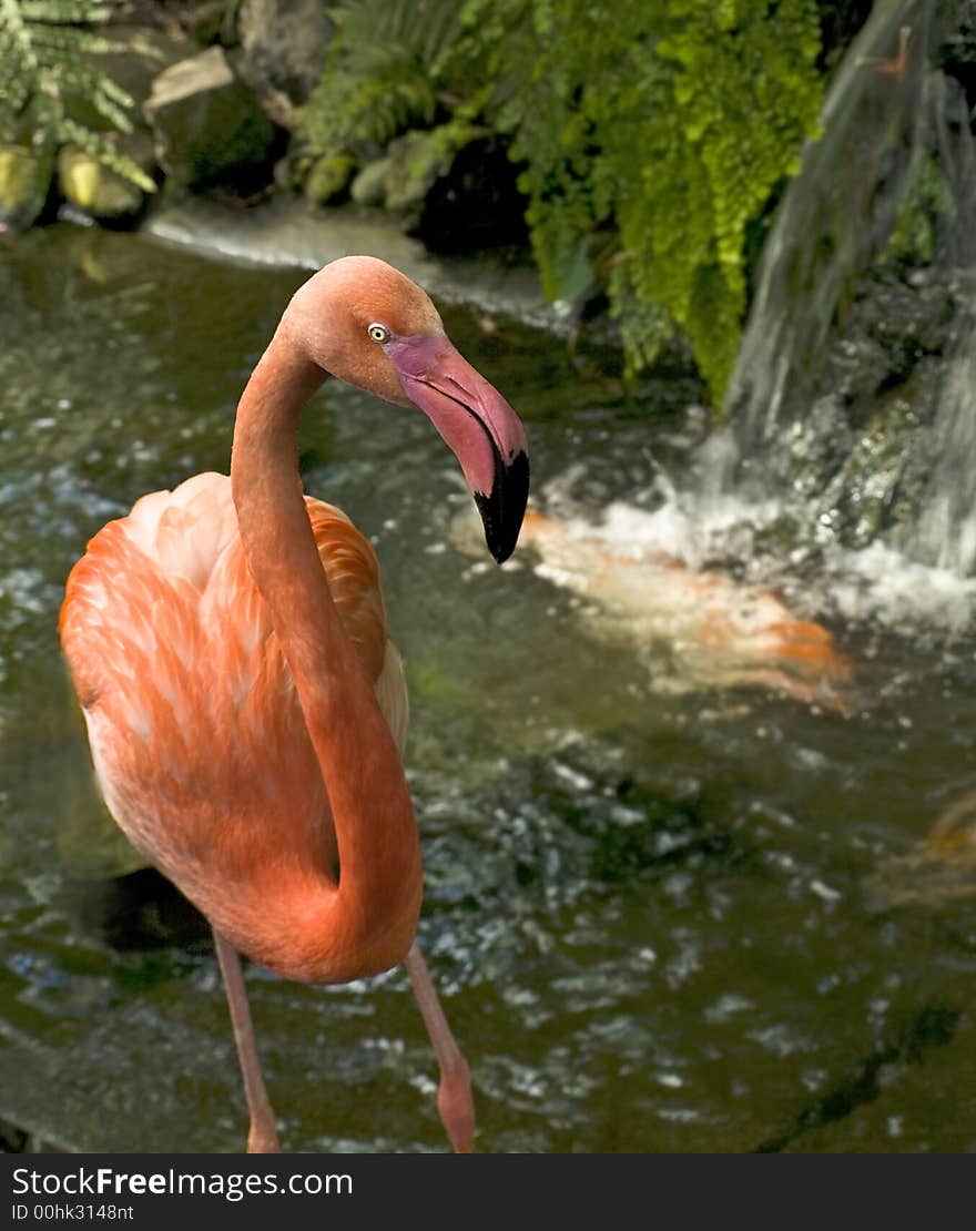 Flamingo in a water stream