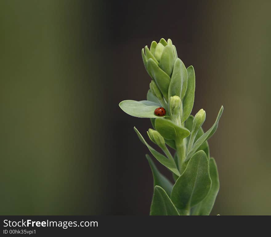 Ladybug resting on a green plant