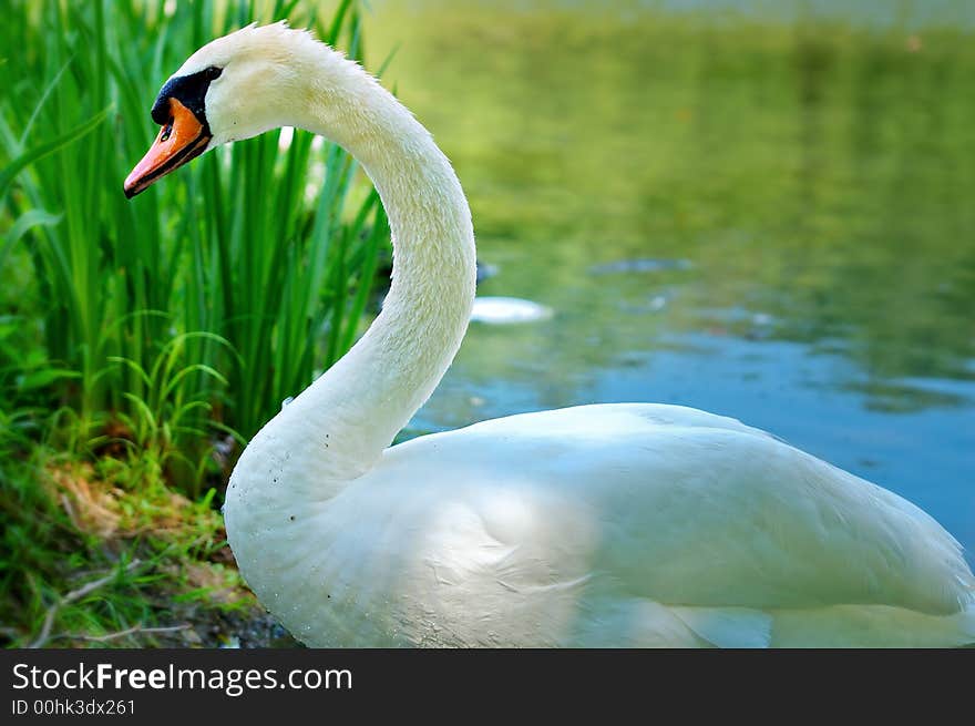 Bright White Swan in river