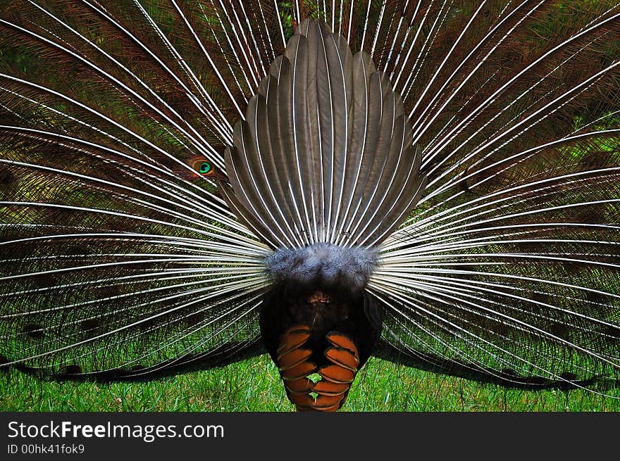 Funny back of a peacock. Funny back of a peacock