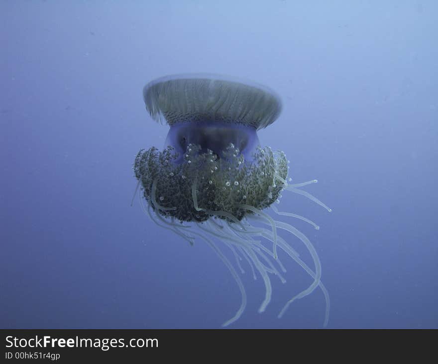 Re sea jellyfish close-up picture , Egypt