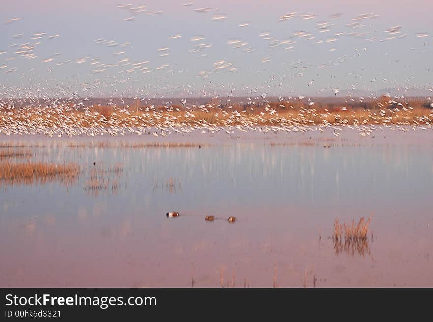 Snow Geese At Dusk