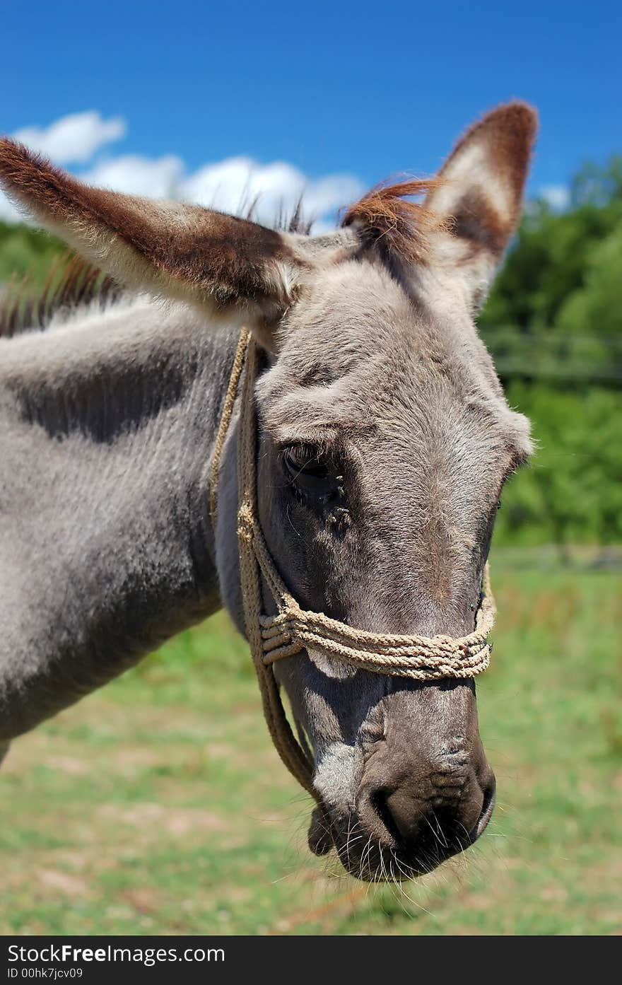 Donkey on a hot sunny summer day