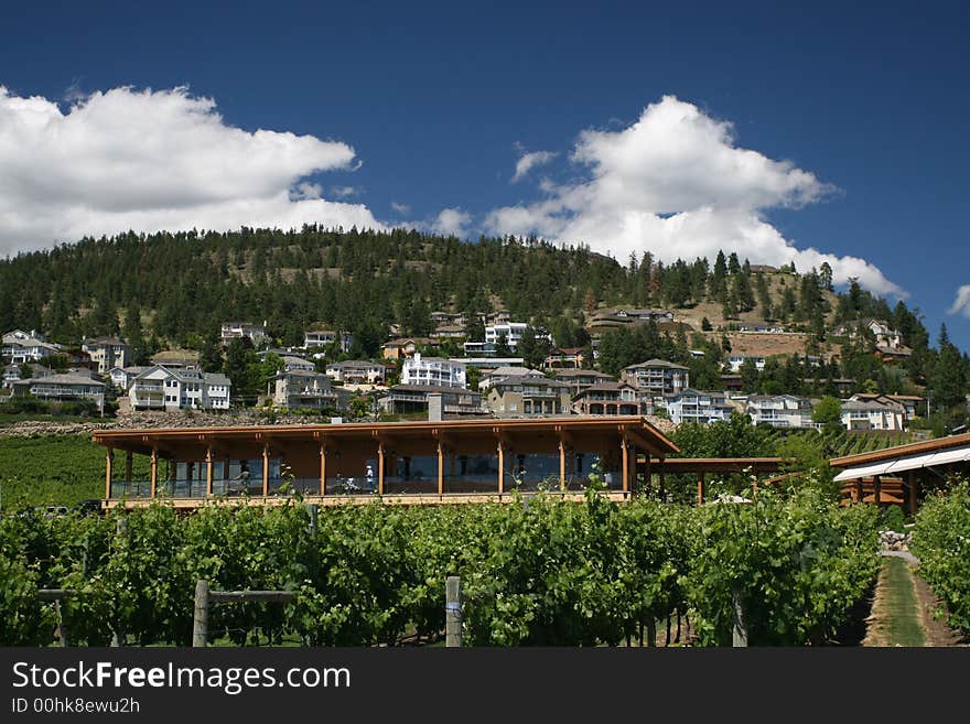 Modern winery set against a lush hill. Modern winery set against a lush hill.