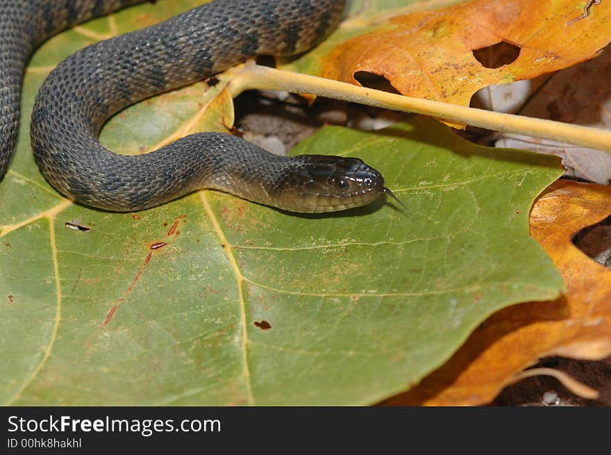 Mississippi Green Watersnake