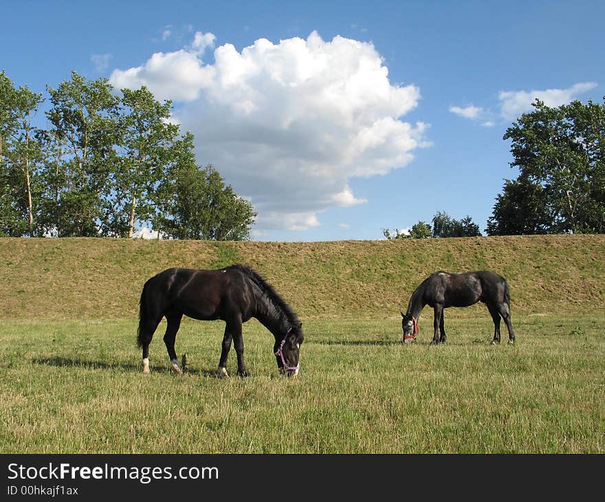 Horses On A Pasture