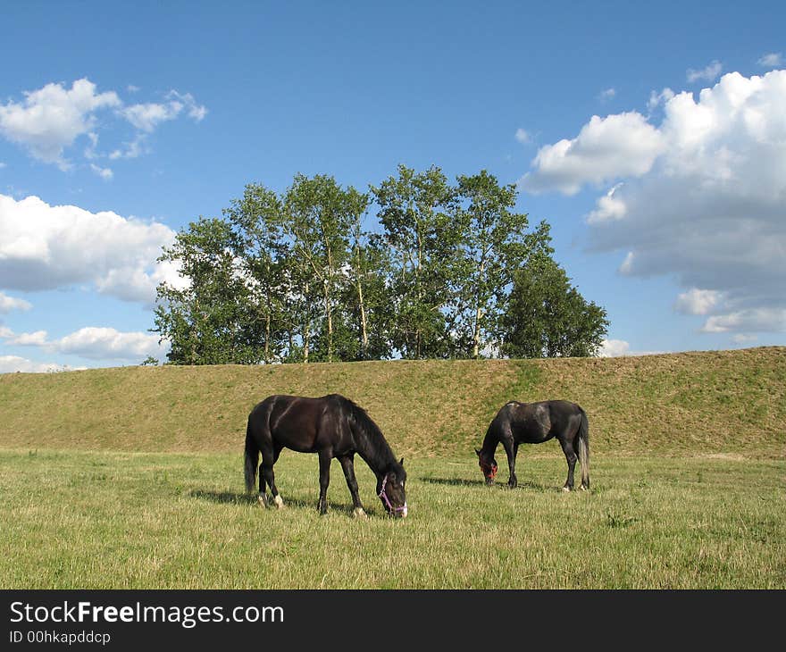 Horses On A Pasture