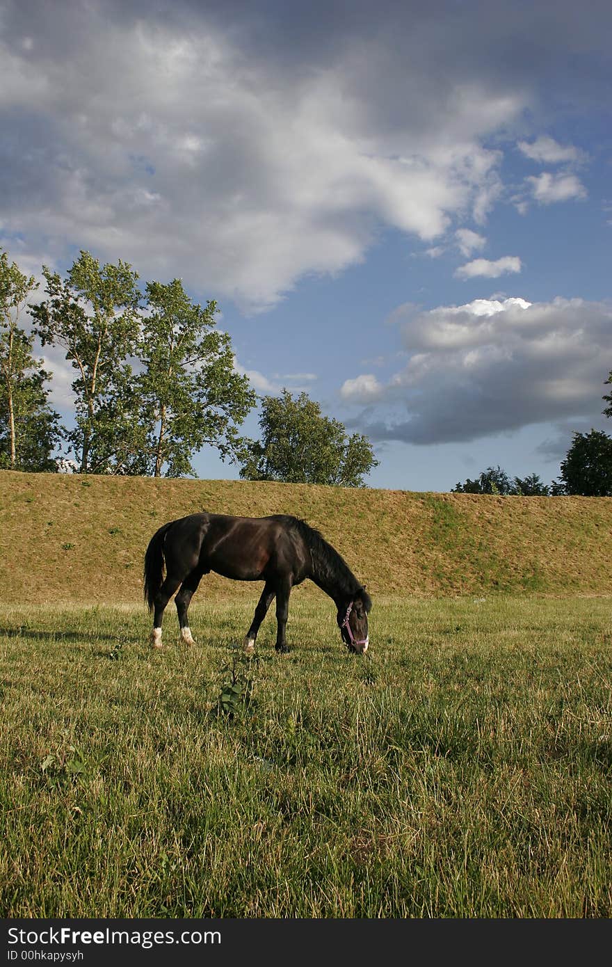 Horse grazed on a pasture in the early morning