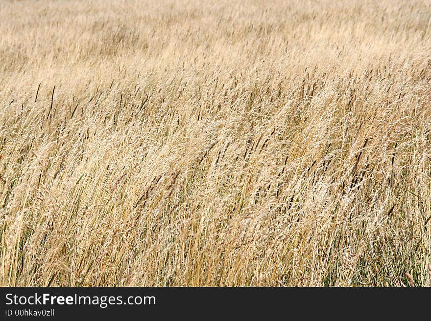 The brown field - summer time. The brown field - summer time.