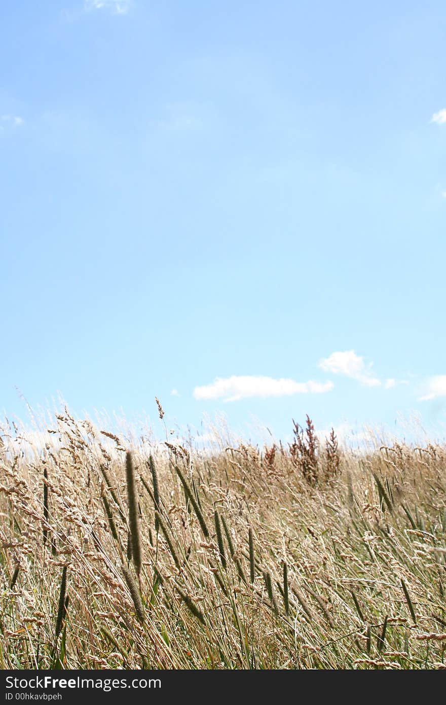 The brown field on background blue sky. The brown field on background blue sky.