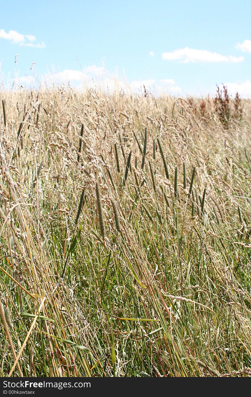 The brown field on background blue sky. The brown field on background blue sky.